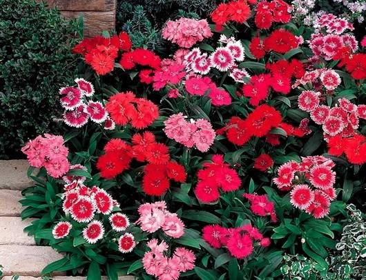 96Dianthus15