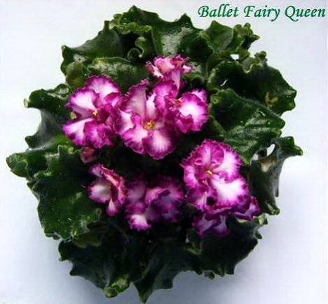 9BalletFairyQueen7