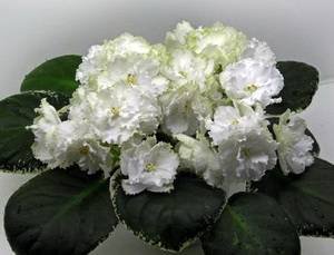 Абигайль9