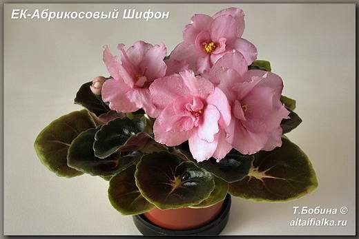 АбрикосовыйШифон6