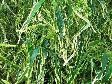 AcalyphaHeterophylla