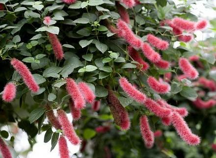 AcalyphaHispaniolae4