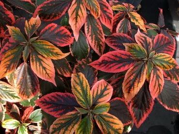 AcalyphaTikiIslandSunrise