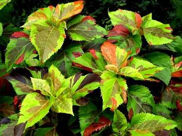 AcalyphaTikiJungleCloak