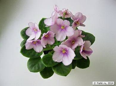 Aca'sEloise8