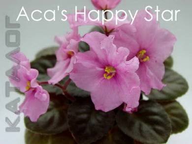 Aca'sHappyStar3