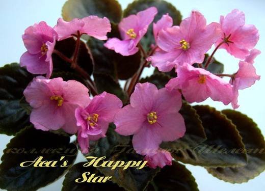 Aca'sHappyStar6