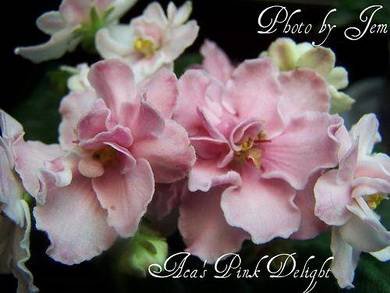 Aca'sPinkDelight2