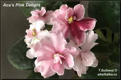 Aca'sPinkDelight4