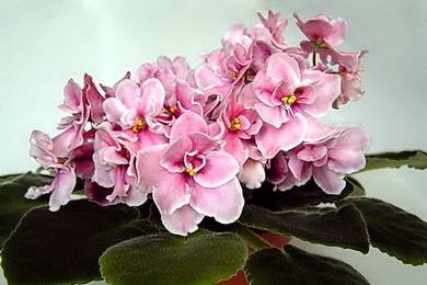 Aca'sPinkDelight5