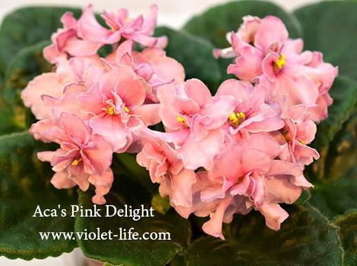 Aca'sPinkDelight6