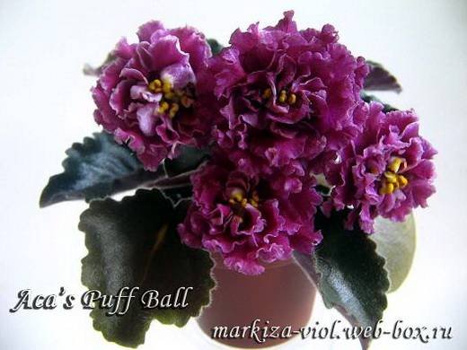 AcasPuffBall6