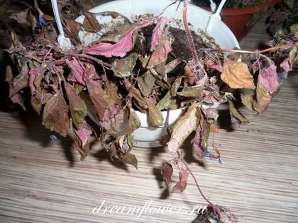 Achimenes-Покой9