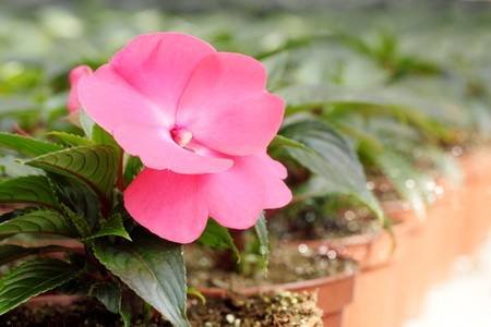 Achimenes1