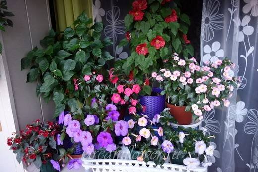 Achimenes10