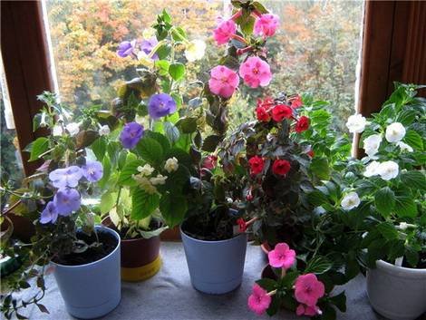 Achimenes11