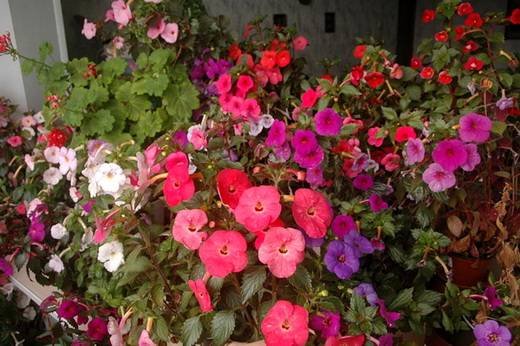 Achimenes12