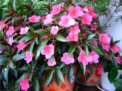 Achimenes2