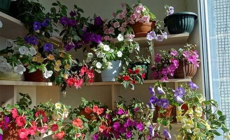 Achimenes3