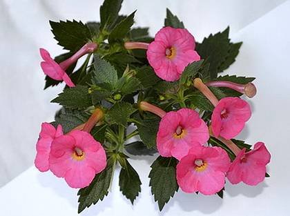 AchimenesAppleBlossom9