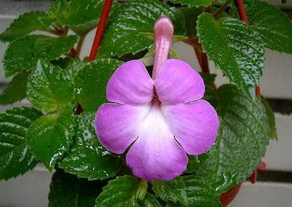 AchimenesGrandiflora9