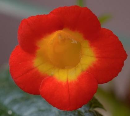 AchimenesHeterophylla9