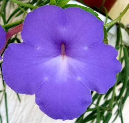 AchimenesLongiflora9