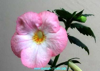 AchimenesVieRose9
