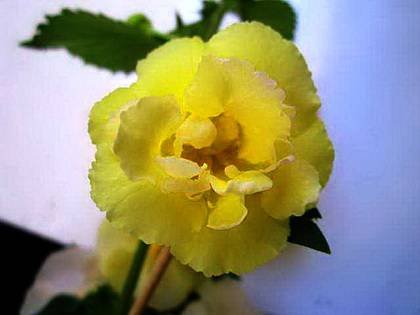 AchimenesYellowEnglishRose9