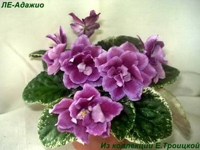 Адажио2