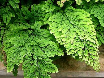 Adiantum1