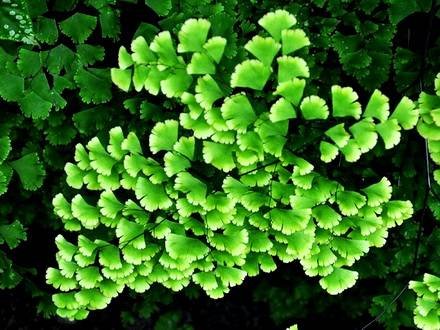 Adiantum4