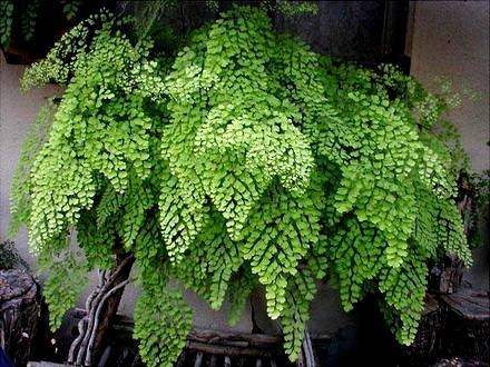 Adiantum5