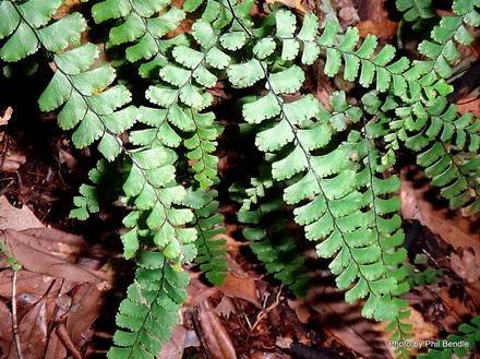 AdiantumDiaphanum