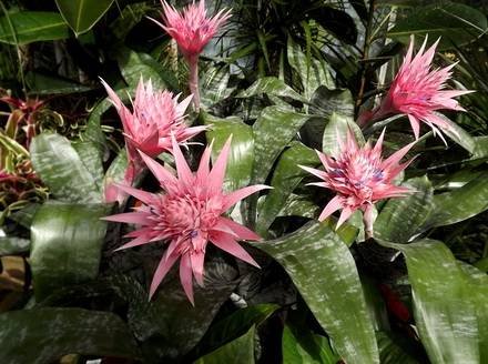 Aechmea1