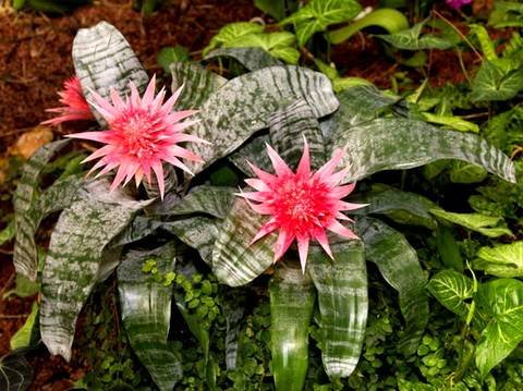 Aechmea10
