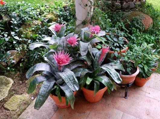Aechmea12