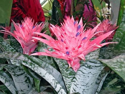 Aechmea3
