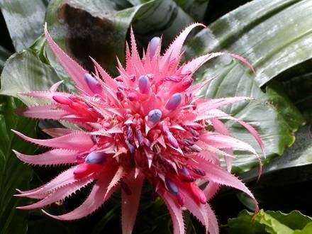 Aechmea6