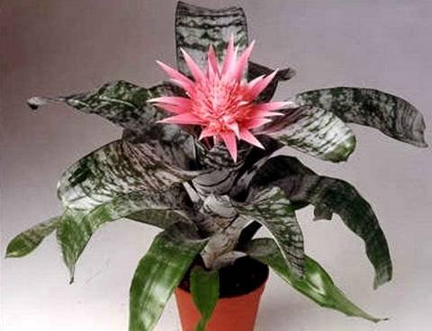 Aechmea9