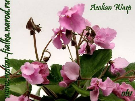 AeolianWasp1