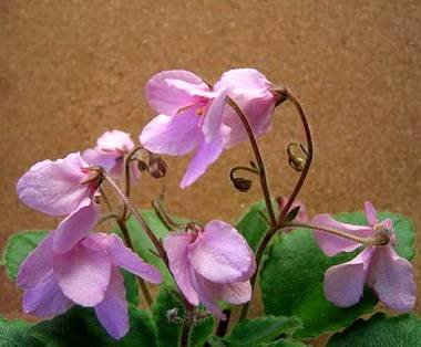 AeolianWasp2