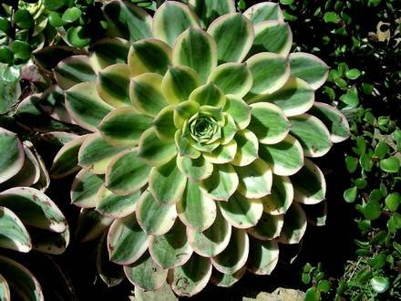 Aeonium1