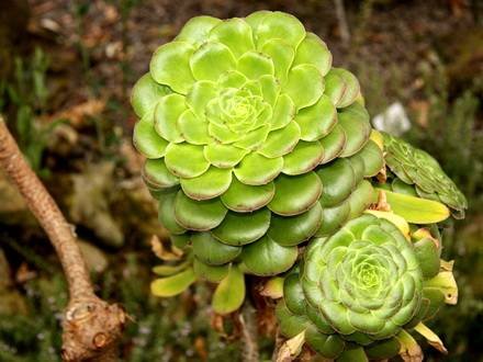 Aeonium3