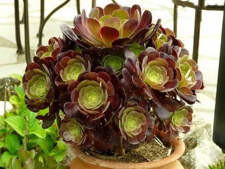 Aeonium5