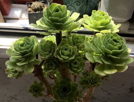 Aeonium6