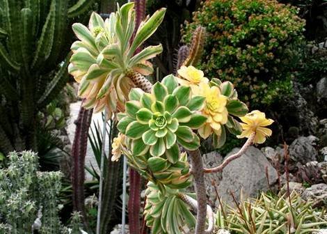 Aeonium7