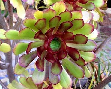 AeoniumArboreumWithPurple