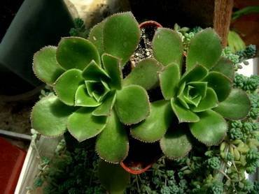 AeoniumCastello-paivae