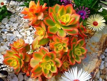 AeoniumDecorumVariegata